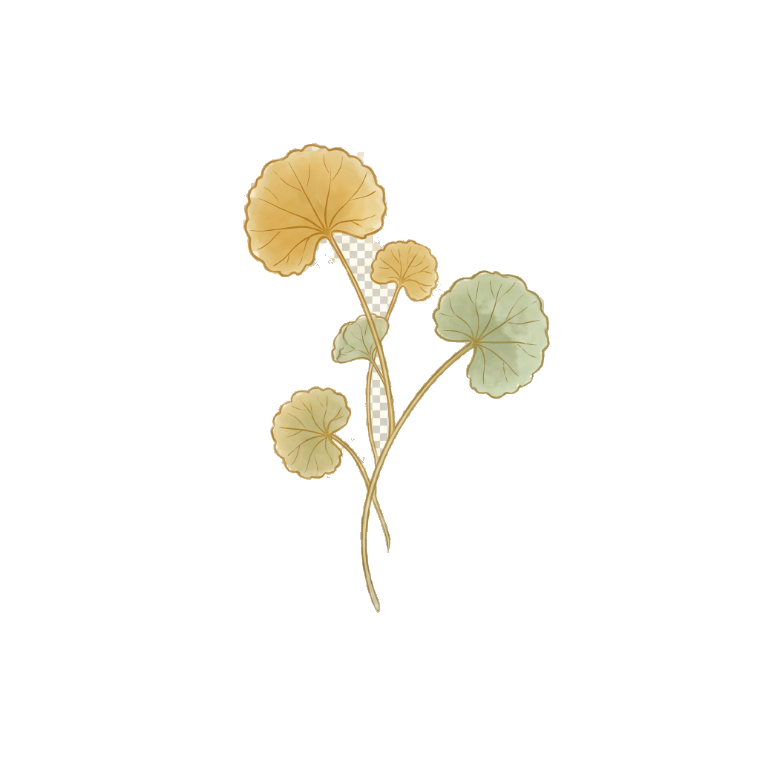 Gotu kola