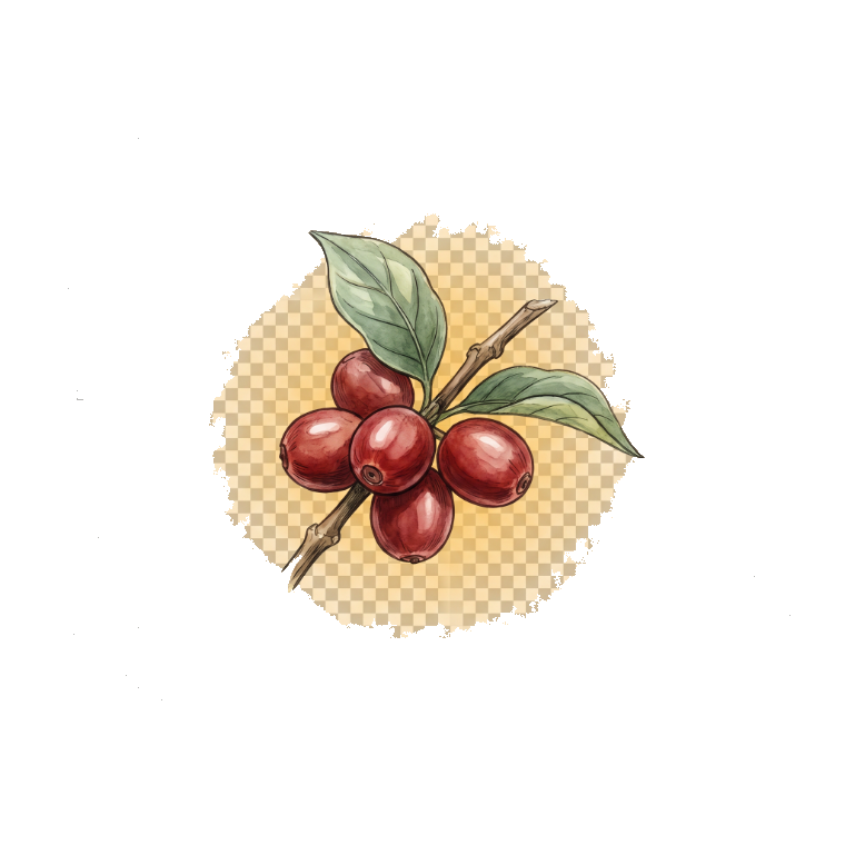 Coffee fruit