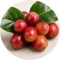 Coffee Fruit Extract