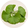 Ginkgo Biloba