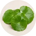 Gotu Kola