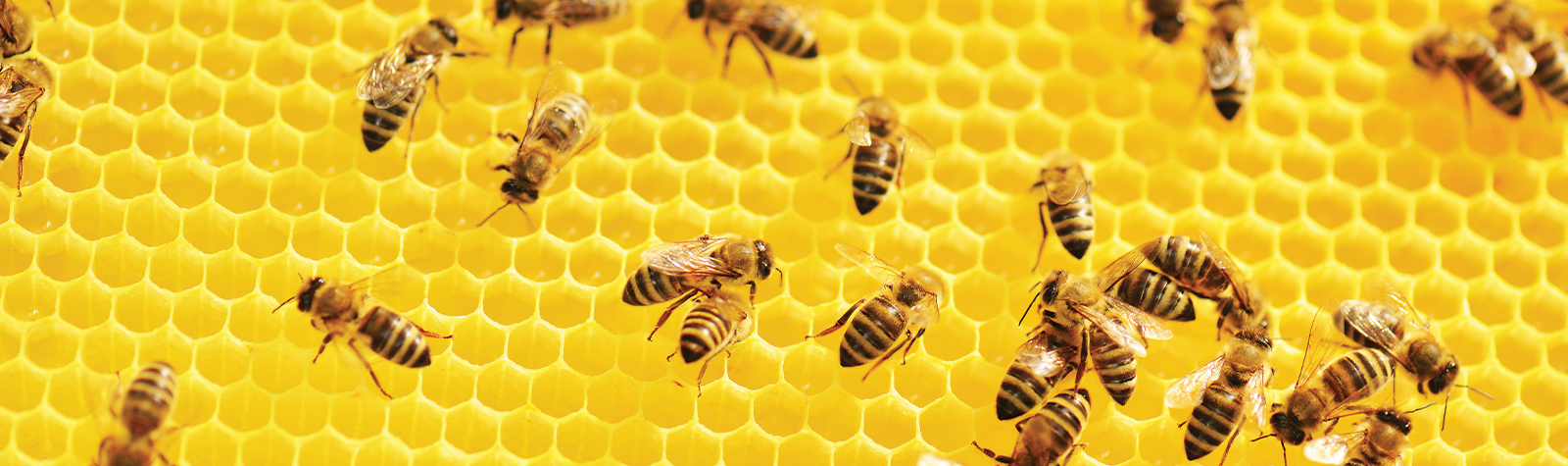 6 Propolis Benefits: The Brain-Boosting Nutrient That Comes from Bees