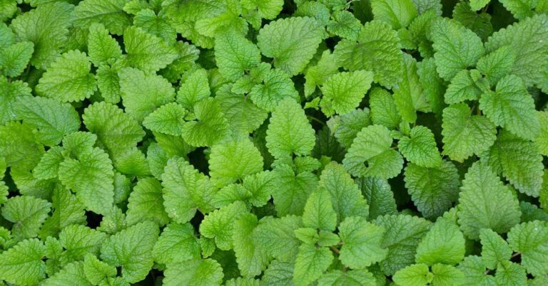 What-is-lemon-balm-good-for