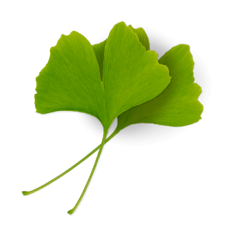 Ingredients Ginkgo Leaf Extract